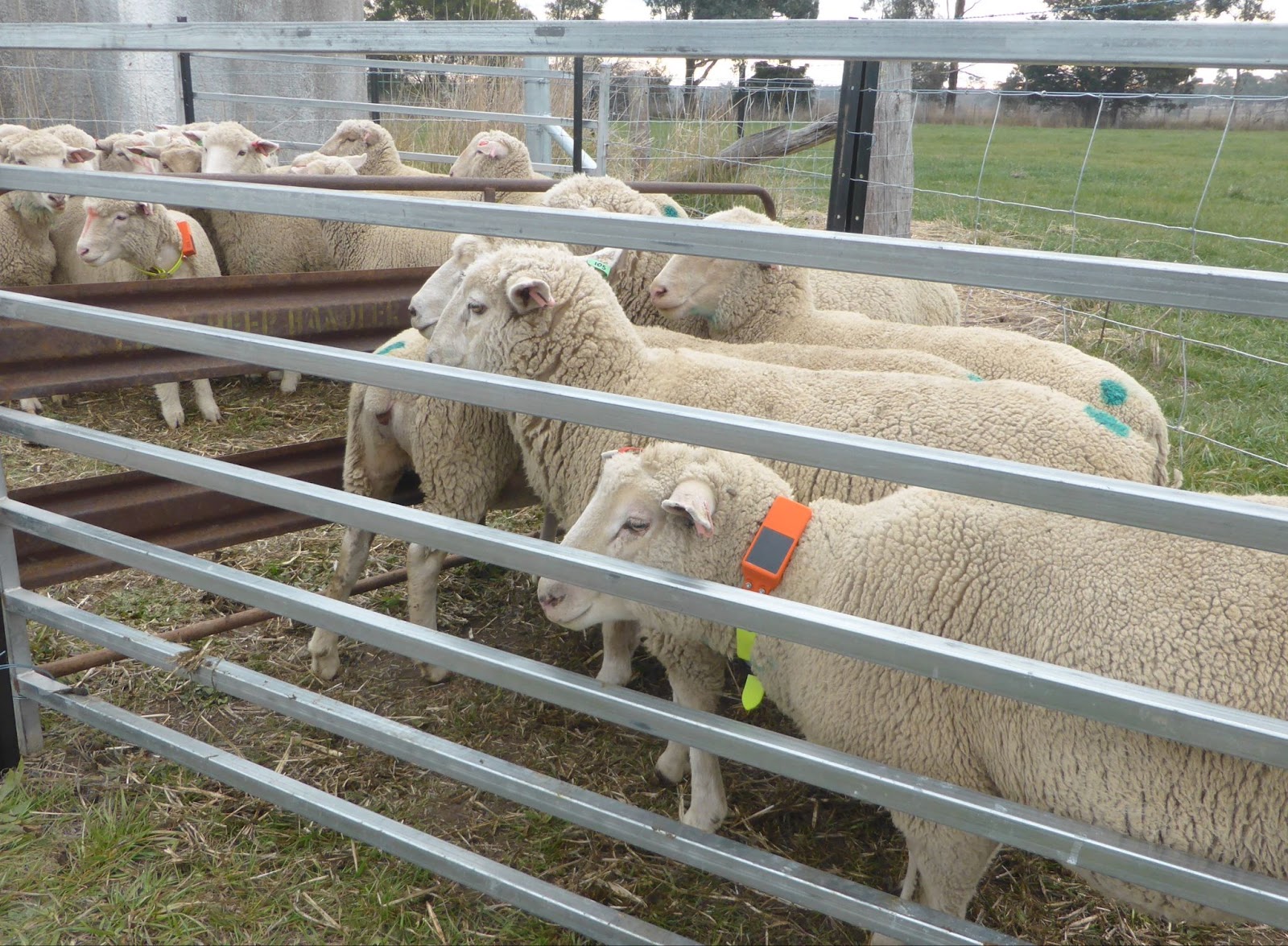 Livestock